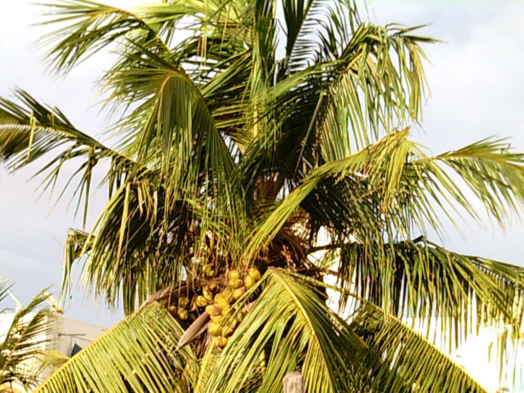 Intempo Action Camera (2)